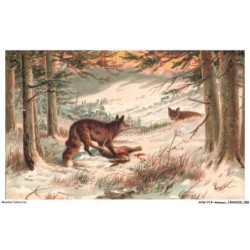 AVWP14-0810-ANIMAUX - Renard - Ours