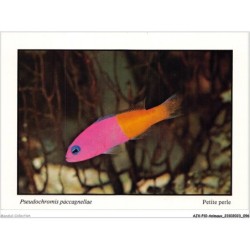 AJXP10-1022 - ANIMAUX - POISSONS CORALLIENS - pseudochromis paccagnellae - petite perle
