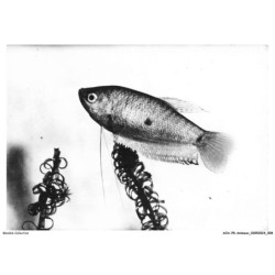 AOAP8-0571-ANIMAUX - gourami bleu male