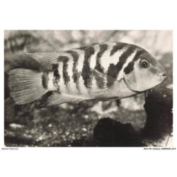 AOAP8-0574-ANIMAUX - chichlasoma