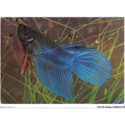 AJXP10-1033 - ANIMAUX - COMBATTANT BLEU