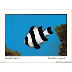AJXP10-1021 - ANIMAUX - POISSONS CORALLIENS - dascyllus melanurus - demoiselle a que noire