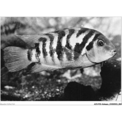 AJXP10-1016 - ANIMAUX - CICHLASOMA