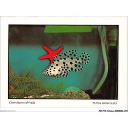 AJXP10-1020 - ANIMAUX - POISSONS CORALLIENS - Cromileptes altivelis