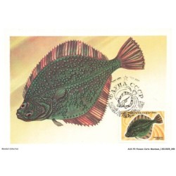AUXP2-0079-POISSON-CARTE-MAXIMUM - SCOPHTHALMUS - MAEOTICUS