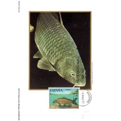 AUXP2-0070-POISSON-CARTE-MAXIMUM - ESPANA - CARPA CYPRINUS CARPIO