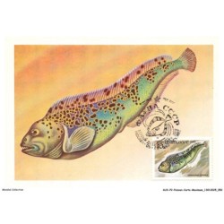 AUXP2-0081-POISSON-CARTE-MAXIMUM - LOUP TACHETE