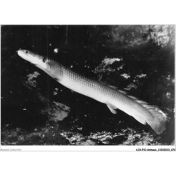 AJXP10-1012 - ANIMAUX - POLYPTERUS