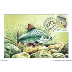 AUXP2-0099-POISSON-CARTE-MAXIMUM - RUTILUS RUTILUS - GARDON