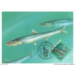 AUXP2-0097-POISSON-CARTE-MAXIMUM - ENGRAULIS ENCRASICOLUS