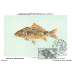 AUXP2-0096-POISSON-CARTE-MAXIMUM - CARPE MIROIR A ECAILLURE REDUITE