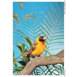 AQFP16-1091-OISEAU - tisserin cap-moor