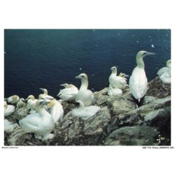 AQFP16-1094-OISEAU - fous de bassan