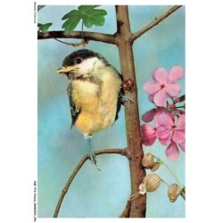AQFP16-1102-OISEAU - portrait d'oiseau sur une branche