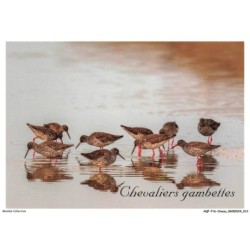 AQFP16-1085-OISEAU - chevaliers gambettes