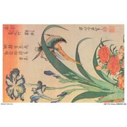 AQFP16-1112-OISEAU - hokusai - martin pecheur - iris et oeillet