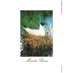 AQFP16-1089-OISEAU - mouette rieuse