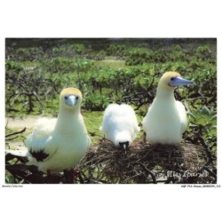 AQFP16-1135-OISEAU - fous a pieds rouge a tromelin