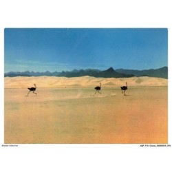 AQFP16-1117-OISEAU - autruche dans l'erg breard - adrar sirriet