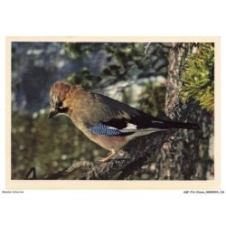 AQFP16-1142-OISEAU - corvidae - garrulus glandarius