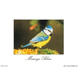 AQFP16-1132-OISEAU - mésange bleue