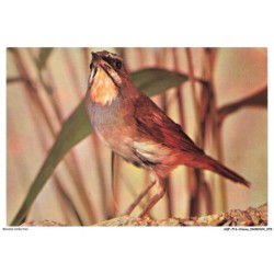 AQFP16-1118-OISEAU - portrait d'oiseau