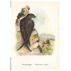 AQFP16-1111-OISEAU - micropus apus