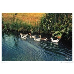 AQFP16-1109-OISEAU - une famille de canards