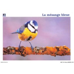 AQFP16-1133-OISEAU - la mésange bleue
