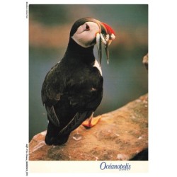 AQFP16-1114-OISEAU - oceanopolis