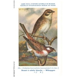 ATAP14-0973-OISEAUX - Musée royal d'histoire naturelle de belgique - Bruant a calotte blanche