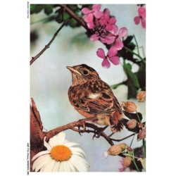 AQFP16-1123-OISEAU - portrait d'oiseau sur une branche