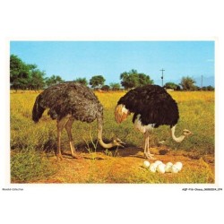 AQFP16-1116-OISEAU - the male and female protect their nest of eggs - south africa