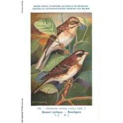 ATAP14-0978-OISEAUX - Musée royal d'histoire naturelle de belgique - Bruant rustique