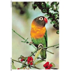 AQFP16-1128-OISEAU - portrait d'oiseau sur une branche