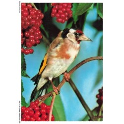 AQFP16-1127-OISEAU - portrait d'oiseau sur une branche