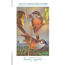 ATAP14-0977-OISEAUX - Musée royal d'histoire naturelle de belgique - Bruant fou - Grijze gors