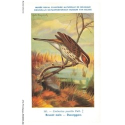 ATAP14-0980-OISEAUX - Musée royal d'histoire naturelle de belgique - Bruant nain