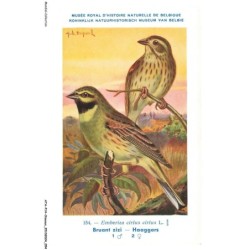 ATAP14-0974-OISEAUX - Musée royal d'histoire naturelle de belgique - Bruant zizi - Haaggors