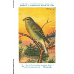 ATAP14-0971-OISEAUX - Musée royal d'histoire naturelle de belgique - Venturon montagnard