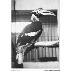AJGP11-1028 - OISEAUX - CALAO-BICORNE