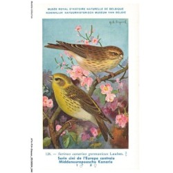 ATAP14-0969-OISEAUX - Musée royal d'histoire naturelle de belgique - Serin cini de l'europe centrale