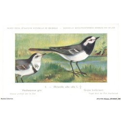 ATAP14-0996-OISEAUX - Musée royal d'histoire naturelle de belgique - Hochequeue gris