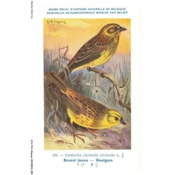 ATAP14-0972-OISEAUX - Musée royal d'histoire naturelle de belgique - Bruant jaune