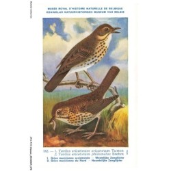 ATAP14-0986-OISEAUX - Musée royal d'histoire naturelle de belgique - Grive musicienne occidentale