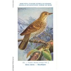 ATAP14-0983-OISEAUX - Musée royal d'histoire naturelle de belgique - Grive dorée