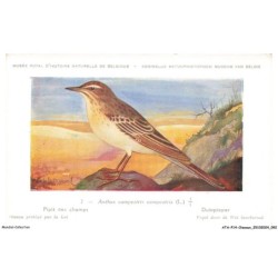 ATAP14-0993-OISEAUX - Musée royal d'histoire naturelle de belgique - Pipit des champs
