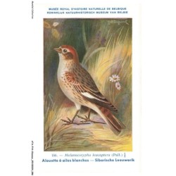 ATAP14-0990-OISEAUX - Musée royal d'histoire naturelle de belgique - Alouette a ailes blanches