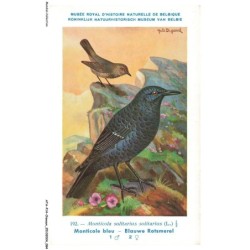 ATAP14-0989-OISEAUX - Musée royal d'histoire naturelle de belgique - Monticole bleu