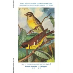 ATAP14-0979-OISEAUX - Musée royal d'histoire naturelle de belgique - Bruant auréole